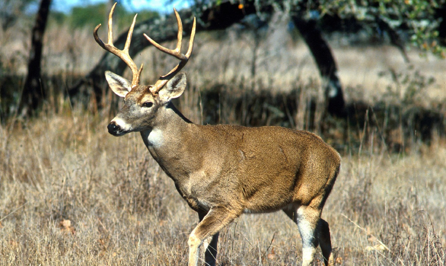 The Art of Deer Tracking