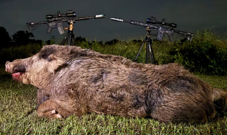 Why Texas Hog Hunters Can't Take a Break: The Hogzilla Problem